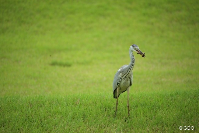 2014年 CAT Ladies 最終日 サギ？