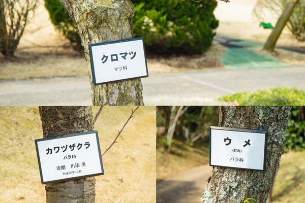 S吉クン5_木の名札 GC成田ハイツリーでは、木の種類が一目で分かる名札がついている。プレイヤーには嬉しい心配りだ。