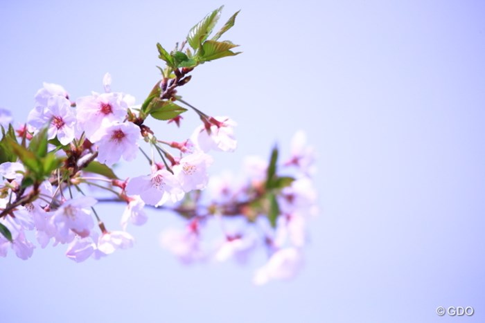 今日の桜。何部咲き？ 2015年 アクサレディス in MIYAZAKI 最終日 桜