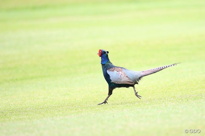 2015年 ISPSハンダグローバルカップ 2日目 鳥