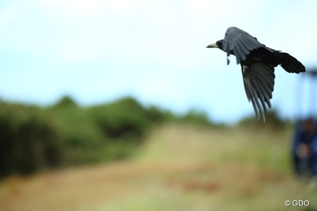 カラスだって風が強いから低空飛行 15年 全英オープン 2日目 カラス フォトギャラリー Gdo カラスだって風が強いから低空飛行 15年 全英オープン 2日目 カラス フォトギャラリー Gdo