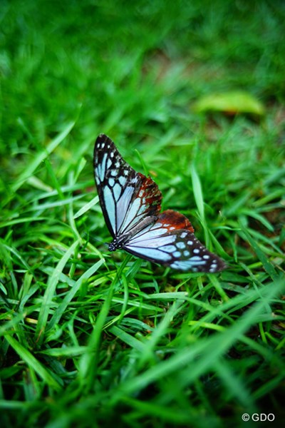 キレイな蝶をパチリ