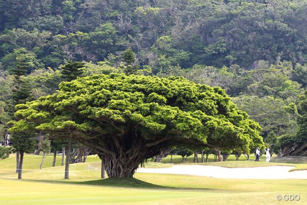 2016年 ダイキンオーキッドレディスゴルフトーナメント 2日目 琉球GC 立派なガジュマルの樹です