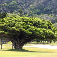 立派なガジュマルの樹です 2016年 ダイキンオーキッドレディスゴルフトーナメント 2日目 琉球GC