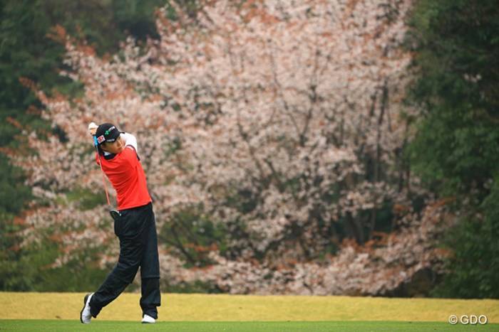 鹿児島は桜の便りも早いですね。 2016年 Tポイントレディス ゴルフトーナメント 初日 前田陽子