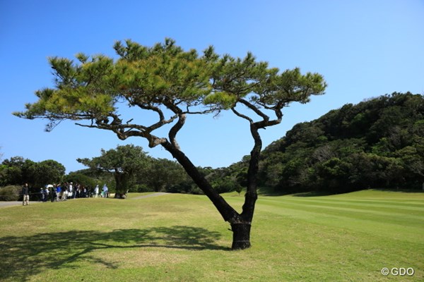 2017年 ダイキンオーキッドレディスゴルフトーナメント 3日目 木 パチンコして何か飛ばしたくなる木だな。