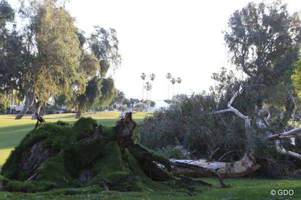 2017年 ANAインスピレーション 2日目 倒木 暴風による倒木はコースのあちこちで見られた