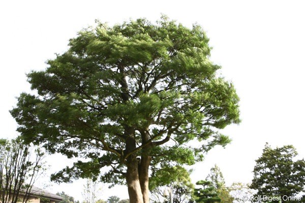 2009年 キヤノンオープン初日 強風 雨は止んだが、大木がしなる程の強風が吹き荒れる。 使用カメラ：Canon EOS-1D Mark Ⅲ
