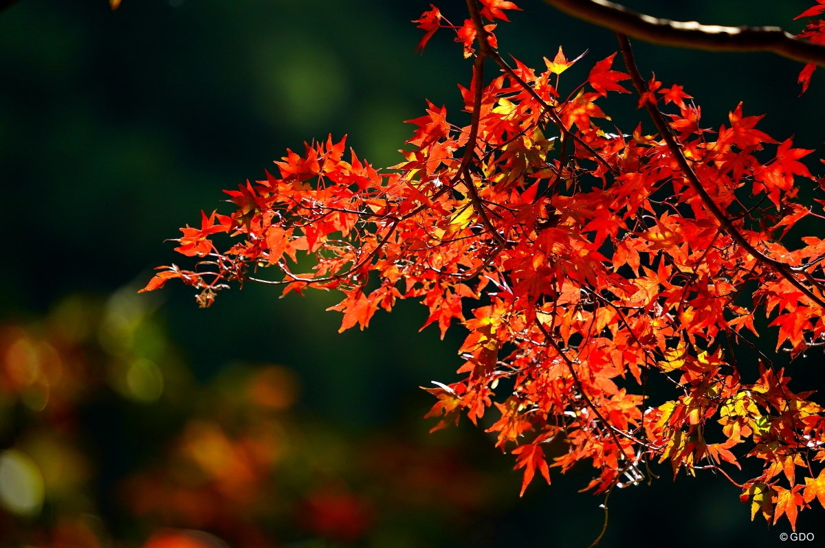 2017年 三井住友VISA太平洋マスターズ 初日 紅葉