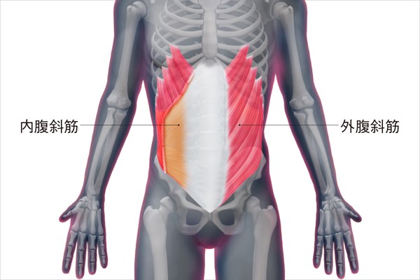 脇腹のストレッチ＜ゴルフと筋肉＞ 腹斜筋の構造