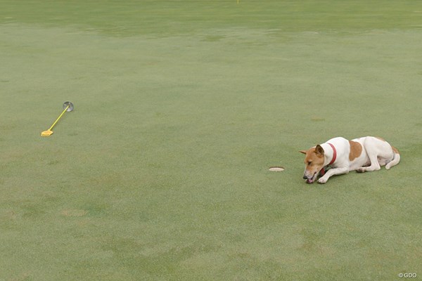 2017年 マクラウド・ラッセル ツアー選手権 練習グリーン コース内をわがもの顔で歩く犬たち。首輪をしているので飼い犬なのです。