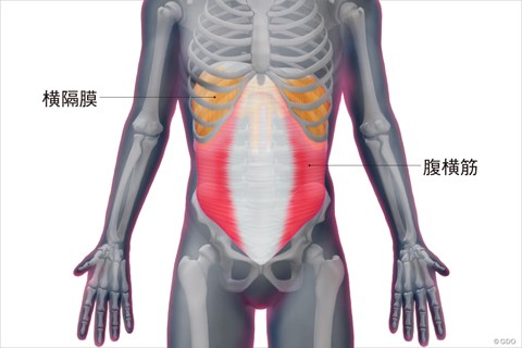 ゴルフと筋肉 お腹のインナーマッスルのストレッチ ゴルフと筋肉 Gdo ゴルフレッスン 練習