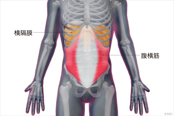 ＜ゴルフと筋肉＞お腹のインナーマッスルのストレッチ 腹横筋と横隔膜の構造