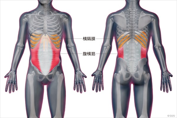 ＜ゴルフと筋肉＞お腹のインナーマッスルのストレッチ 腹横筋と横隔膜の位置
