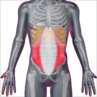 ＜ゴルフと筋肉＞お腹のインナーマッスルのストレッチ