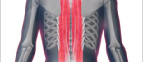 ゴルフと筋肉 脇腹のストレッチ ゴルフと筋肉 Gdo ゴルフレッスン 練習