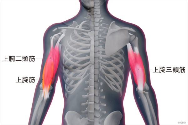 の 筋肉 腕 腕の痛みを感じたら疑うべき病気の兆候と対処法6つ