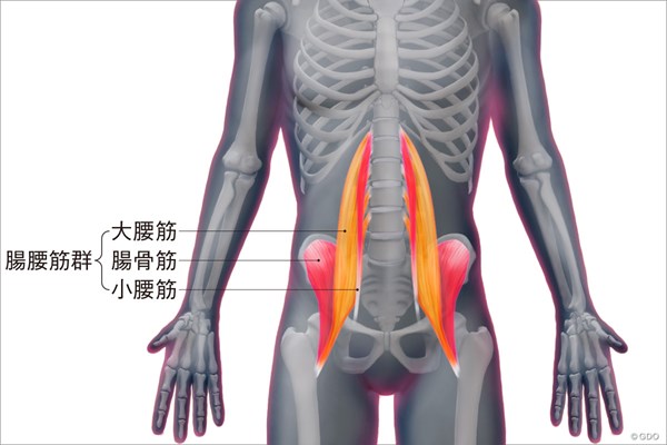 ＜ゴルフと筋肉＞股関節まわりのストレッチ 腸腰筋の構造