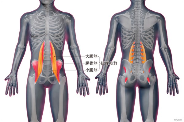 ＜ゴルフと筋肉＞股関節まわりのストレッチ 腸腰筋の位置