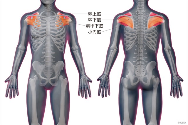 ゴルフと筋肉 肩まわりのストレッチ ゴルフと筋肉 Gdo ゴルフレッスン 練習