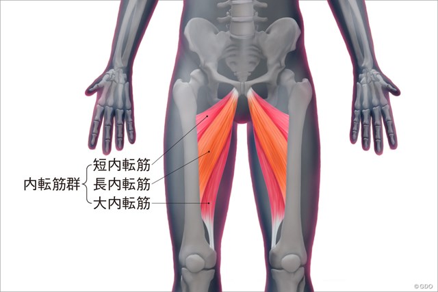 ゴルフと筋肉 内もものストレッチ ゴルフと筋肉 Gdo ゴルフレッスン 練習