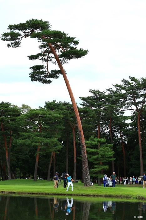 15番グリーン手前のこの松は象徴的 2018年 アジアパシフィック選手権ダイヤモンドカップゴルフ 最終日 張二根
