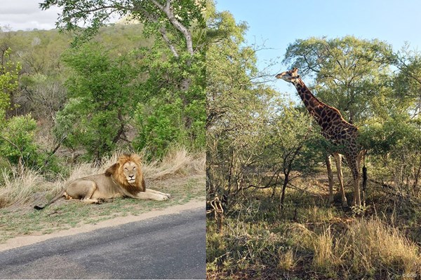 南アフリカのサファリ 南アフリカで立ち寄ったサファリパーク。ライオンとキリンをパシャリ