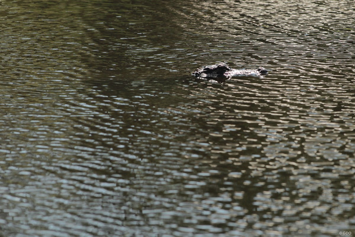2019年 RBCヘリテージ 初日 池で泳ぐワニ