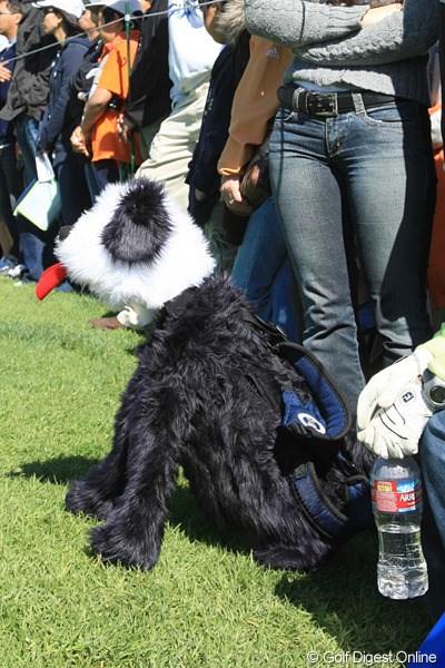 2010年 ノーザントラストオープン 最終日 キャディバッグ 犬の格好をジュニア用のキャディバッグ。子供が大好きそう！
