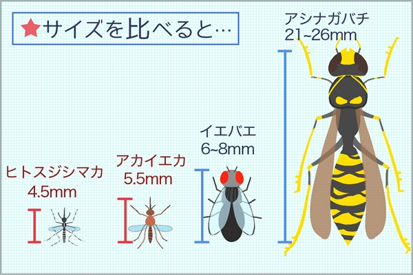 毒虫シリーズ 蚊のサイズ ハエ、ハチと比べてみると、やぶ蚊の小ささが良く分かる