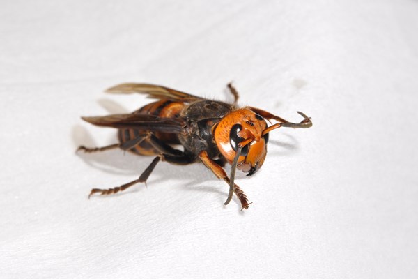 毒虫シリーズ・蜂 蜂の中でも凶暴なのがオオスズメバチ（画像提供：アース製薬）