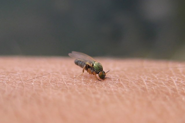 噛まれた跡 ブヨ 蚊に刺されたときにとるべき行動とは？跡ができる理由と対処法