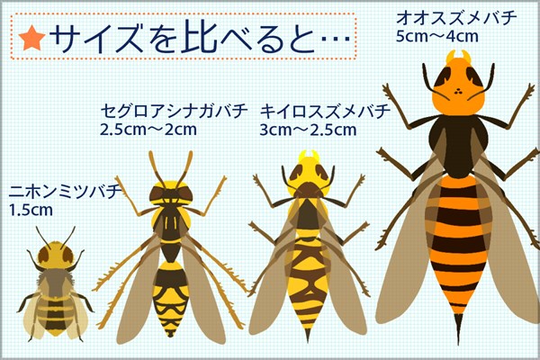 毒虫シリーズ 蜂のサイズ 一番大きなオオスズメバチだと5cm近いサイズのものも…