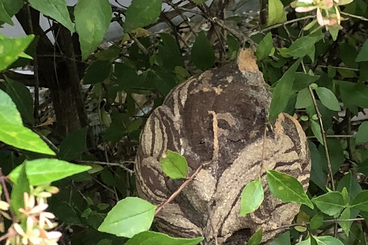 毒虫シリーズ 蜂の巣