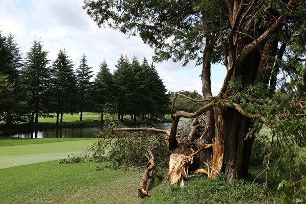 台風15号の影響で木が倒れたホールもあった