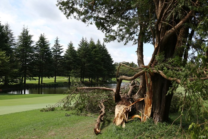 台風15号の影響で木が倒れたホールもあった 2020年 ZOZOチャンピオンシップ 事前 アコーディア・ゴルフ習志野-カントリークラブ