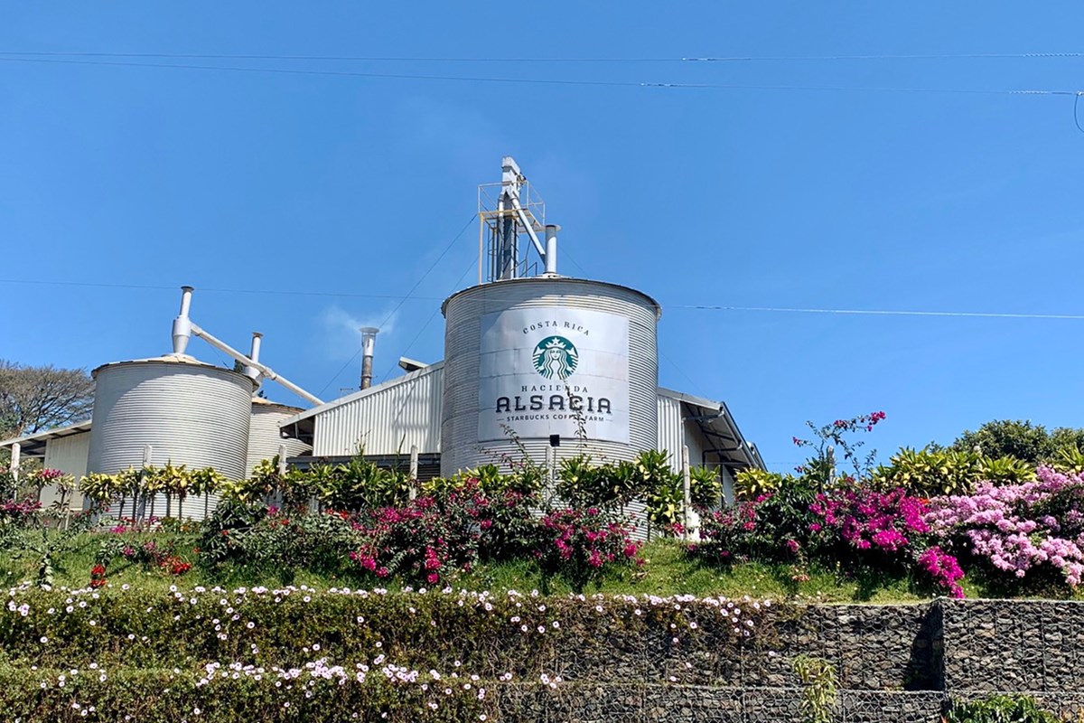 2020年 オマーンオープン 事前 コスタリカのコーヒー農園