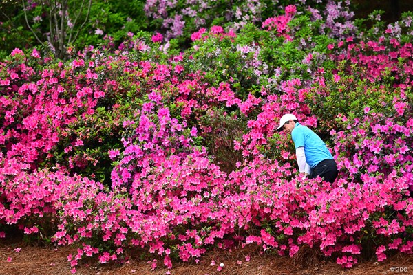 ロリー・マキロイ 花の中からハロー！マキロイ。鮮やかなピンクですが、こちらはピンチ…