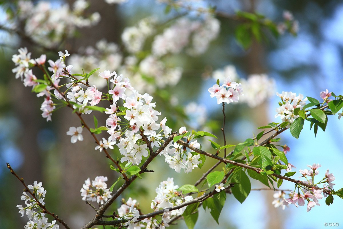 桜