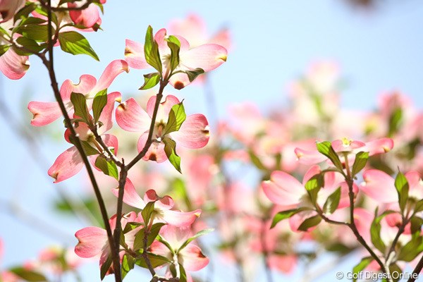 2010年 マスターズ事前 オーガスタに咲く花 今年はつつじはまだ咲かないが、それでも綺麗な花は至る所に