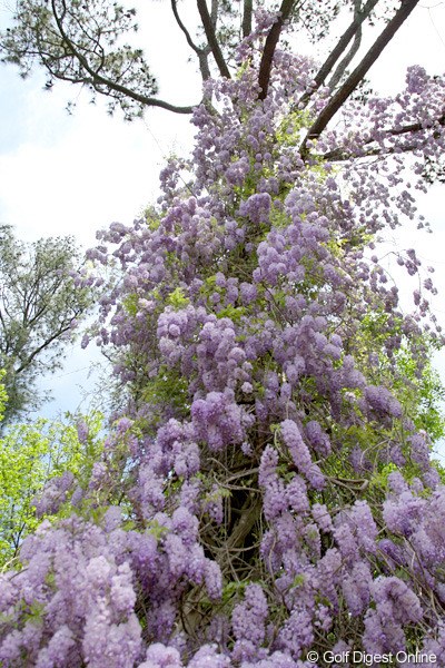 大きな木の幹を覆うようにさく藤の花