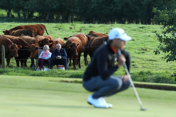 2020年 ドバイデューティーフリー アイルランドオープン 3日目 ドバイデューティーフリー アイルランドオープン 牛さんたちも観戦 (Warren Little／Getty Images)