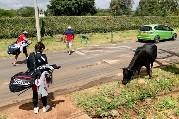 2021年 ケニアオープン 事前 カレンCC 練習場に行くところで牛に遭遇
