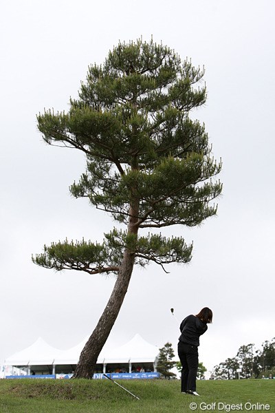 2010年 ヨネックスレディスゴルフトーナメント 初日 最終18番 最終18番は左に曲げるとこの一本の木がスタイミーになる