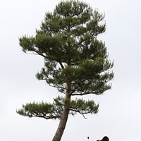 最終18番は左に曲げるとこの一本の木がスタイミーになる 2010年 ヨネックスレディスゴルフトーナメント 初日 最終18番