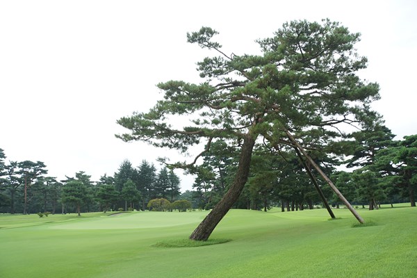 霞ヶ関カンツリー倶楽部 樹木管理は多くのゴルフ場が抱える問題だ（提供：霞ヶ関カンツリー倶楽部）