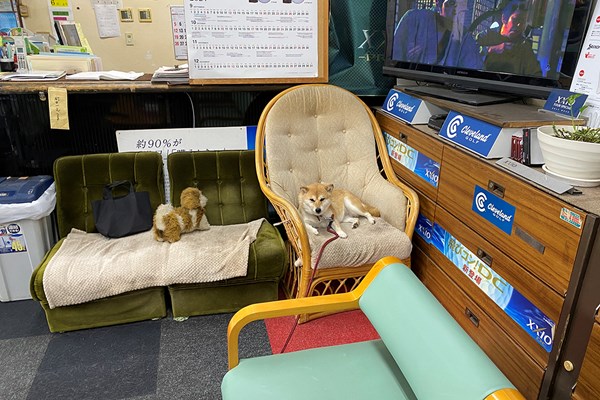 作陽高ゴルフ部 マスコット犬の「ヒメ」。椅子の上から静かに練習を見守る