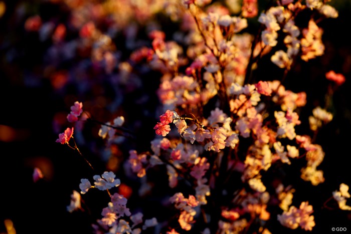 22年 ジェネシス招待 2日目 コース Gdo ゴルフダイジェスト オンライン 22年 ジェネシス招待 2日目 コース Gdo ゴルフダイジェスト オンライン