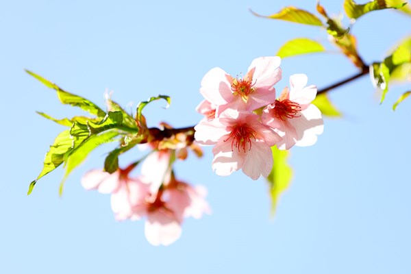 今年、初めて咲いた桜
