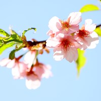 今年、初めて咲いた桜 2022年 Tポイント×ENEOSゴルフトーナメント 事前 大山亜由美